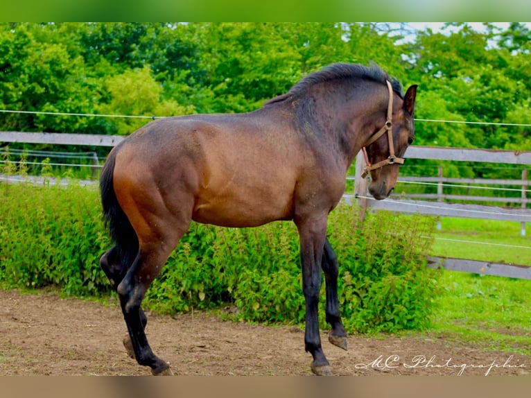 PRE Croisé Étalon 2 Ans 162 cm Bai in Brandis