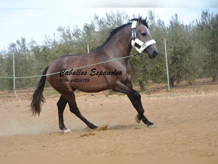 PRE Étalon 2 Ans 162 cm Gris (bai-dun) in Vejer de la Frontera