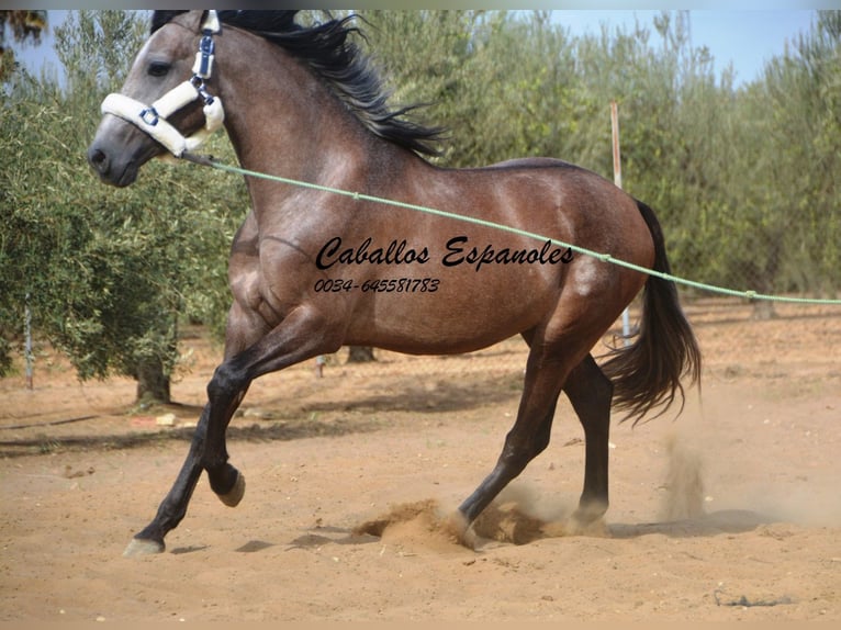 PRE Étalon 2 Ans 162 cm Gris (bai-dun) in Vejer de la Frontera