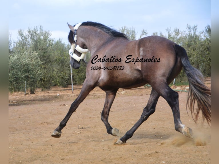 PRE Étalon 2 Ans 162 cm Gris (bai-dun) in Vejer de la Frontera