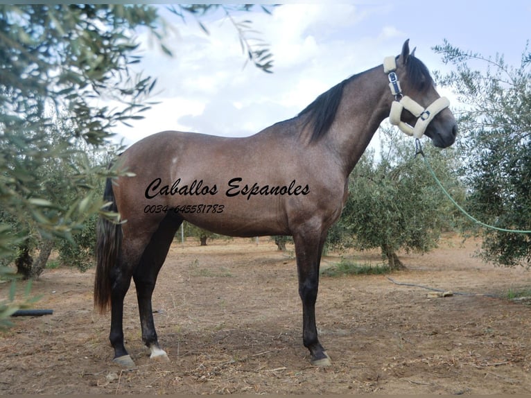 PRE Étalon 2 Ans 162 cm Gris (bai-dun) in Vejer de la Frontera