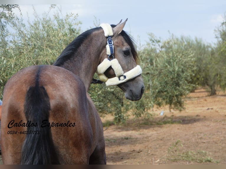 PRE Étalon 2 Ans 162 cm Gris (bai-dun) in Vejer de la Frontera