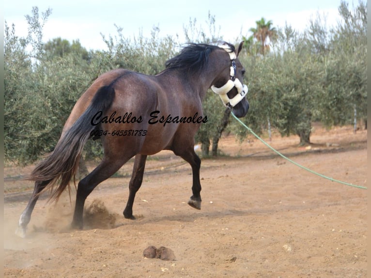 PRE Étalon 2 Ans 162 cm Gris (bai-dun) in Vejer de la Frontera