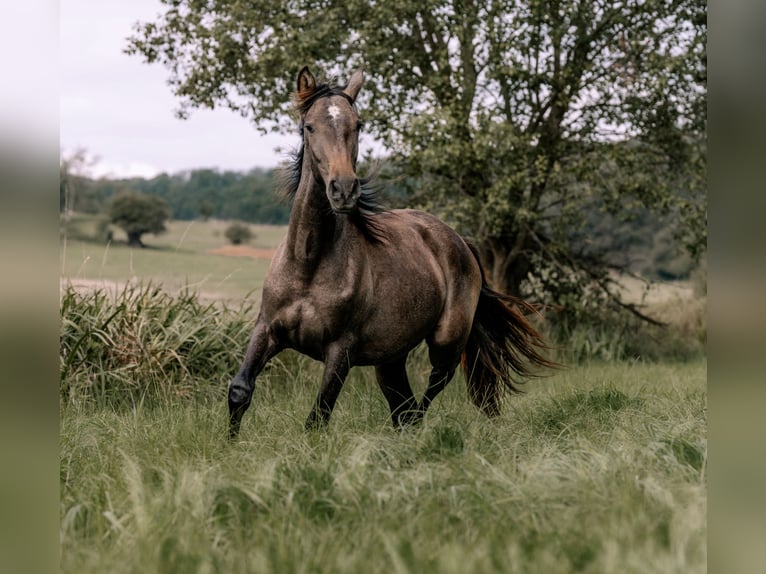 PRE Croisé Étalon 2 Ans 162 cm Gris in Otterberg