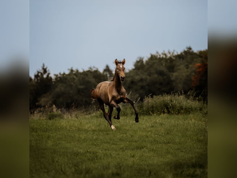 PRE Croisé Étalon 2 Ans 162 cm Gris in Otterberg