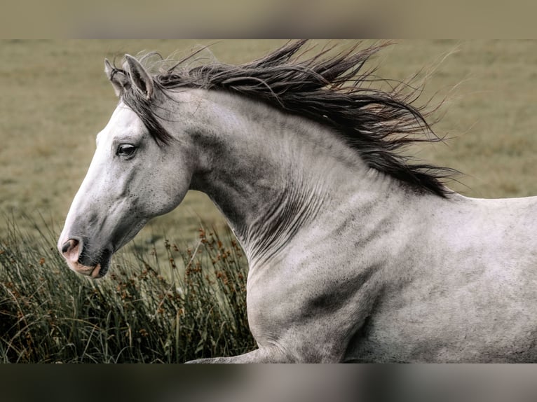 PRE Croisé Étalon 2 Ans 162 cm Gris in Otterberg