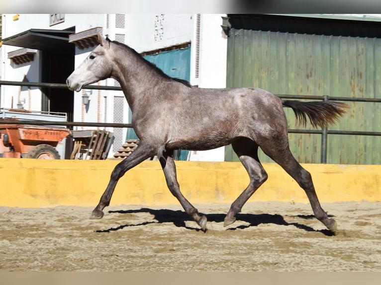 PRE Croisé Étalon 2 Ans 162 cm Gris in Provinz Malaga