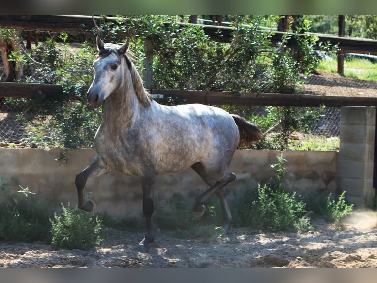 PRE Étalon 2 Ans 162 cm Gris pommelé in Sagunt/Sagunto