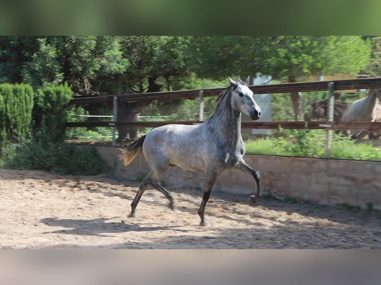 PRE Étalon 2 Ans 162 cm Gris pommelé in Sagunt/Sagunto