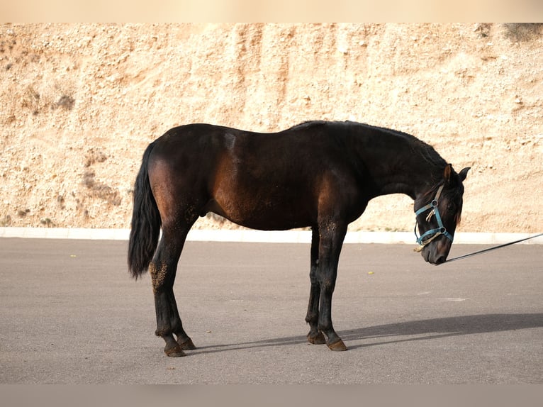 PRE Croisé Étalon 2 Ans 162 cm Noir in Hamburg