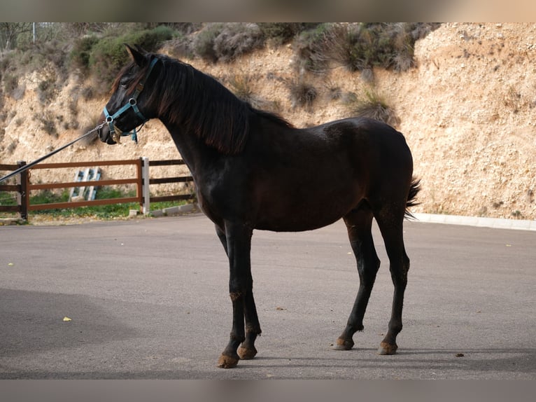 PRE Croisé Étalon 2 Ans 162 cm Noir in Hamburg