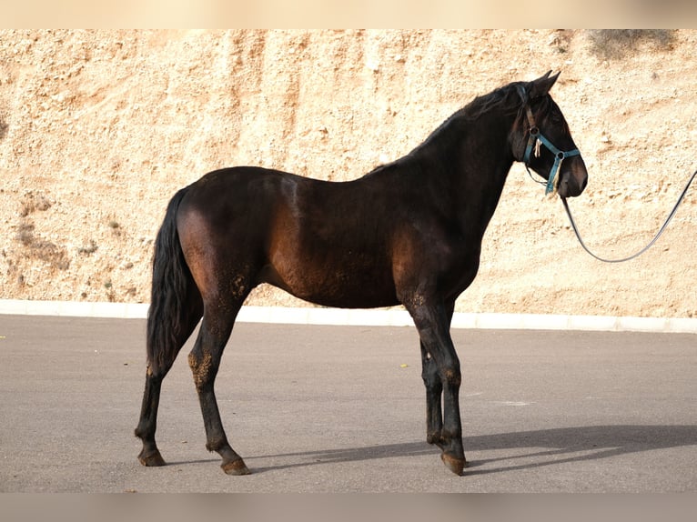 PRE Croisé Étalon 2 Ans 162 cm Noir in Hamburg