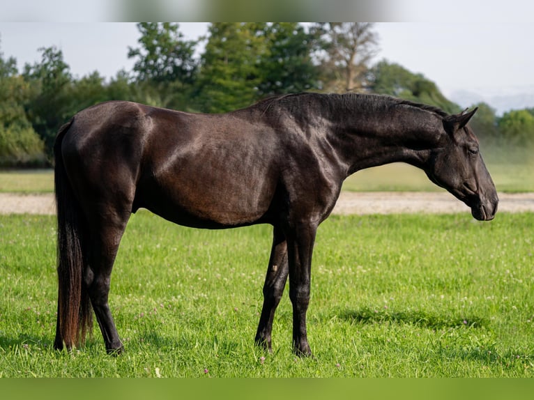PRE Croisé Étalon 2 Ans 162 cm Noir in Salzburg