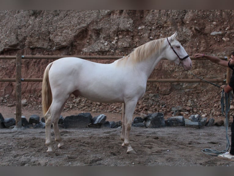 PRE Croisé Étalon 2 Ans 162 cm Perlino in Gava