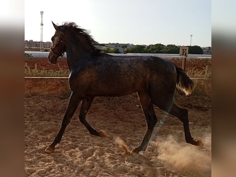 PRE Étalon 2 Ans 163 cm Gris in Aguilar De La Frontera