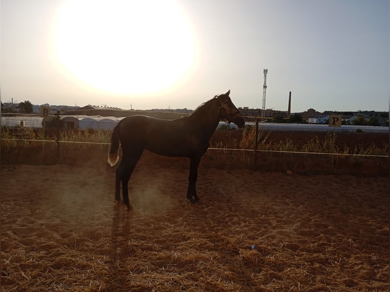 PRE Étalon 2 Ans 163 cm Gris in Aguilar De La Frontera