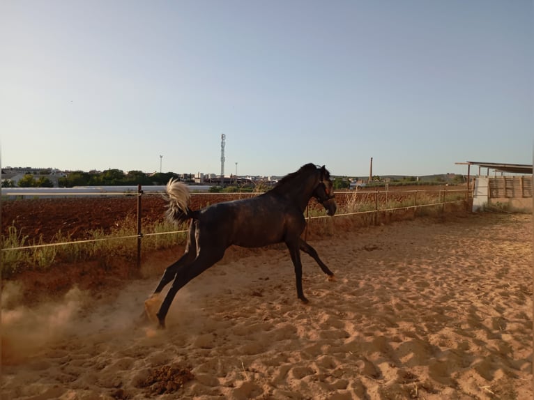 PRE Étalon 2 Ans 163 cm Gris in Aguilar De La Frontera