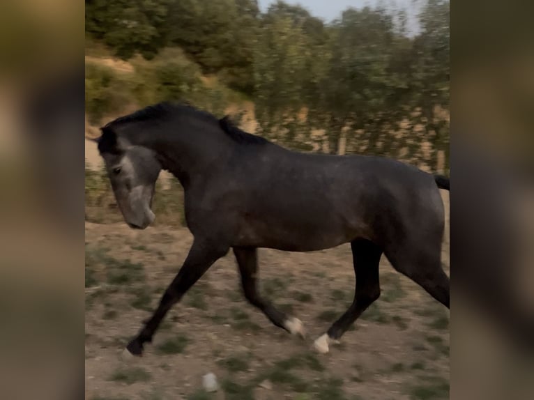 PRE Croisé Étalon 2 Ans 163 cm Gris in Estella/Lizarra PRE Croisé Étalon 2 Ans 163 cm Gris in Estella/Lizarra