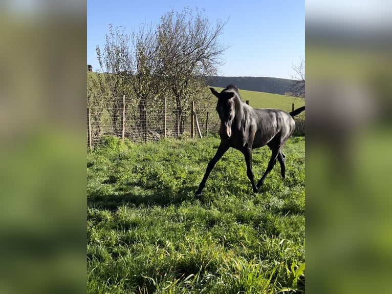 PRE Croisé Étalon 2 Ans 163 cm Gris in Estella/Lizarra PRE Croisé Étalon 2 Ans 163 cm Gris in Estella/Lizarra