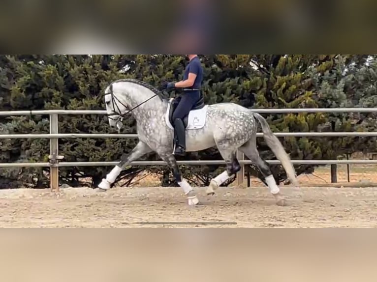 PRE Croisé Étalon 2 Ans 163 cm Gris in Estella/Lizarra PRE Croisé Étalon 2 Ans 163 cm Gris in Estella/Lizarra