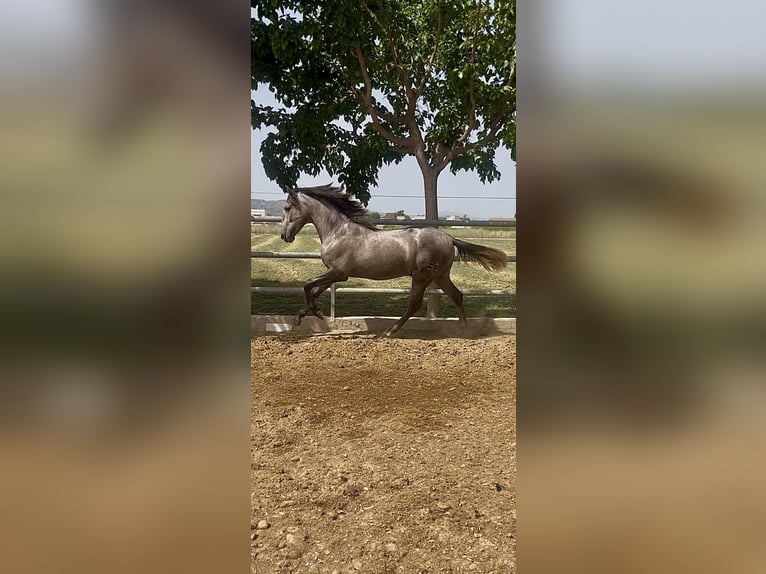 PRE Étalon 2 Ans 163 cm Gris in Zeneta (Murcia)