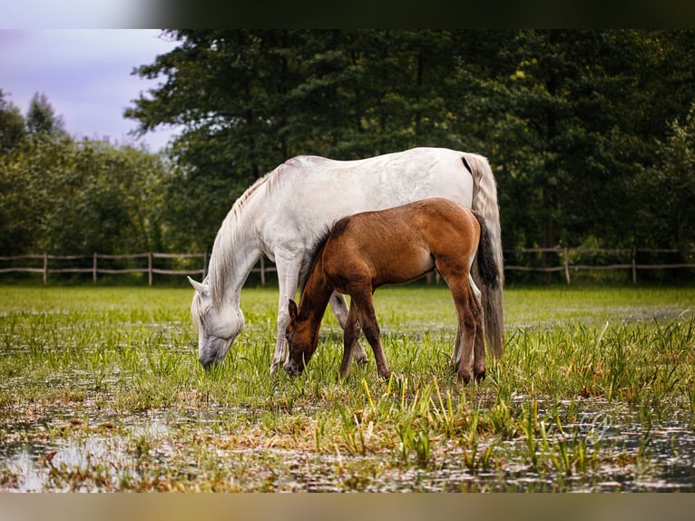 PRE Étalon 2 Ans 163 cm Gris in Lübbenau