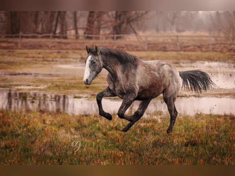 PRE Étalon 2 Ans 163 cm Gris in Lübbenau