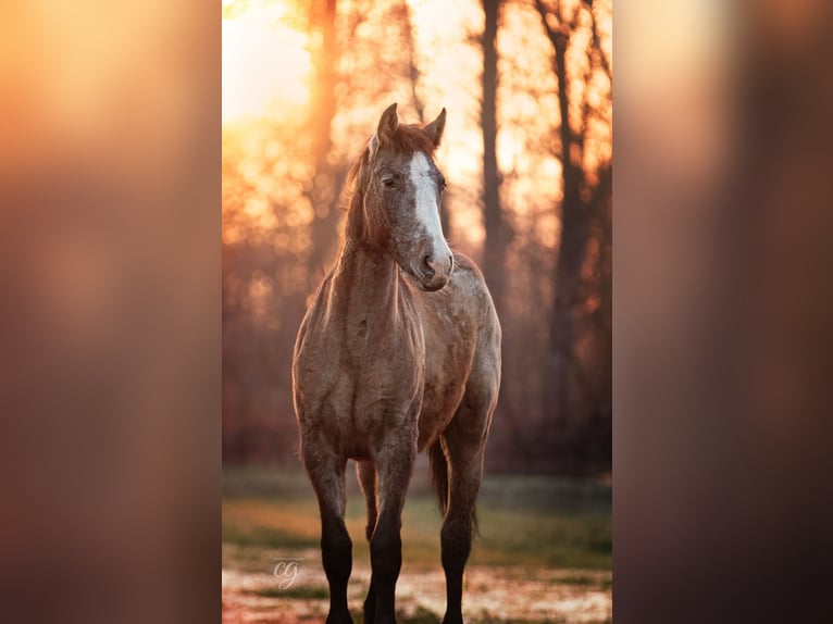 PRE Étalon 2 Ans 163 cm Gris in Lübbenau