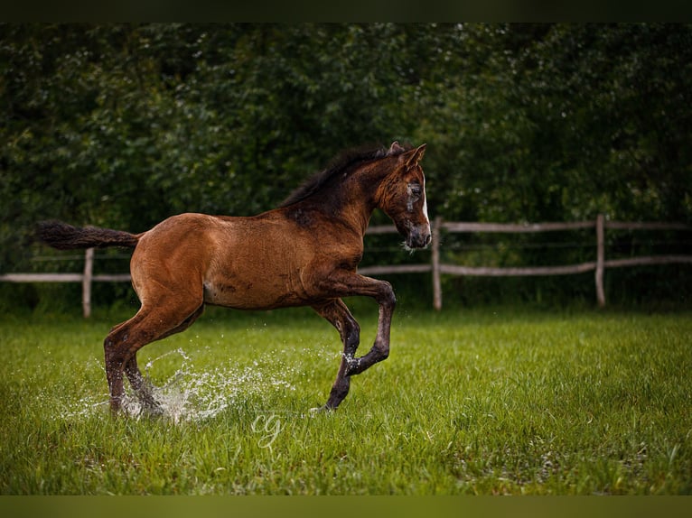 PRE Étalon 2 Ans 163 cm Gris in Lübbenau