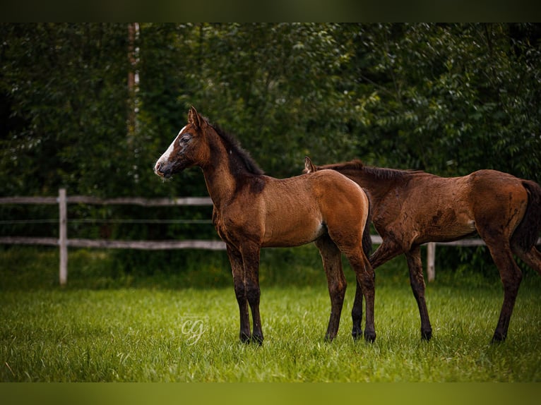 PRE Étalon 2 Ans 163 cm Gris in Lübbenau