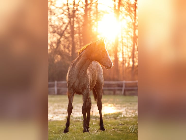 PRE Étalon 2 Ans 163 cm Gris in Lübbenau