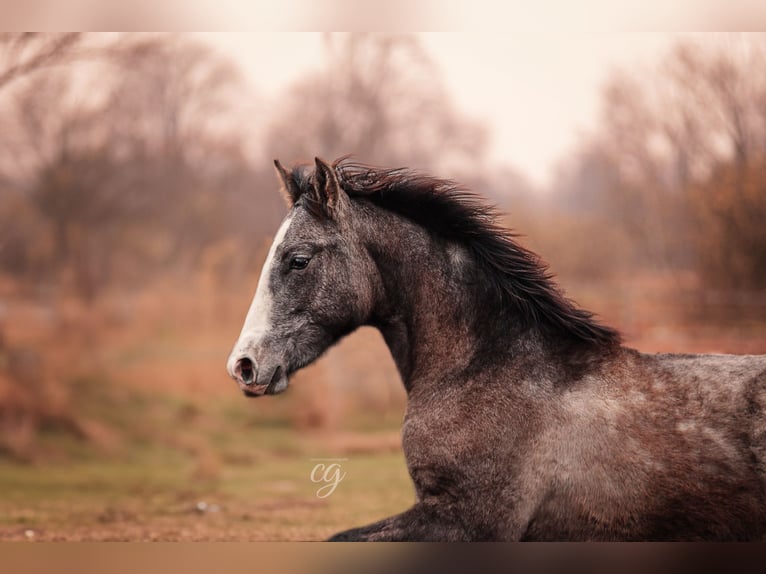 PRE Étalon 2 Ans 163 cm Gris in Lübbenau