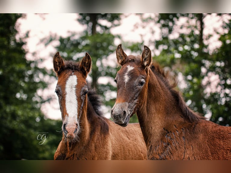 PRE Étalon 2 Ans 163 cm Gris in Lübbenau