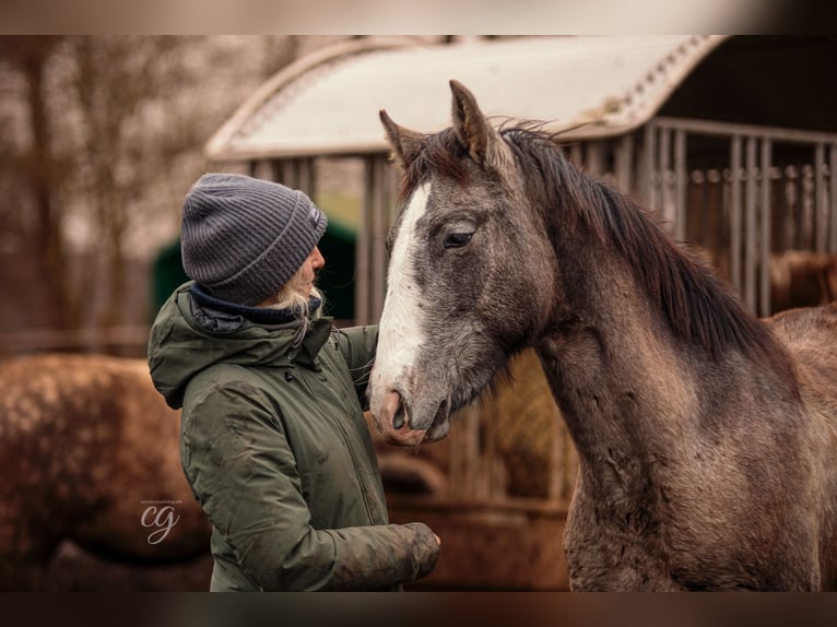 PRE Étalon 2 Ans 163 cm Gris in Lübbenau