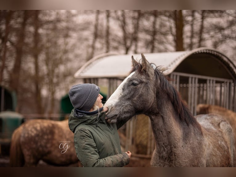 PRE Étalon 2 Ans 163 cm Gris in Lübbenau