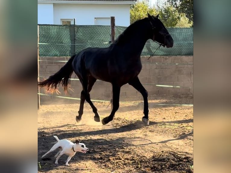 PRE Étalon 2 Ans 163 cm Noir in Barcelona