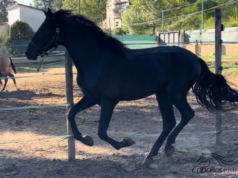 PRE Étalon 2 Ans 163 cm Noir in Barcelona