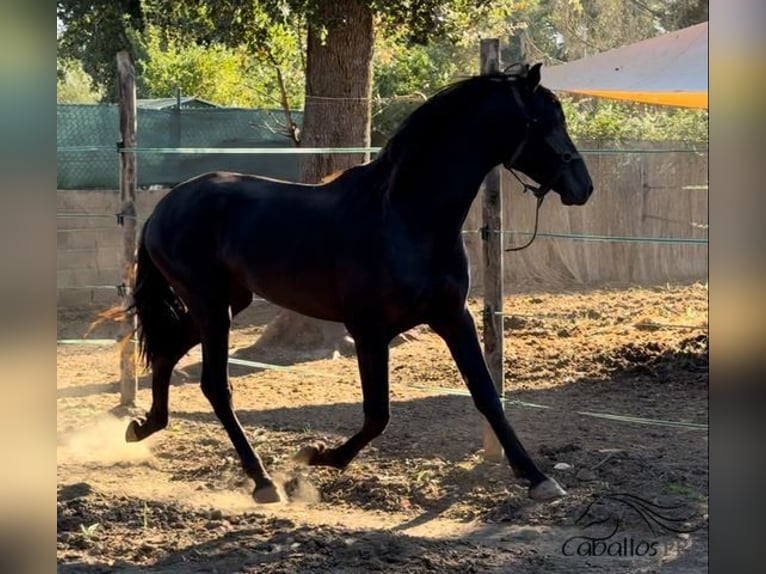 PRE Étalon 2 Ans 163 cm Noir in Barcelona