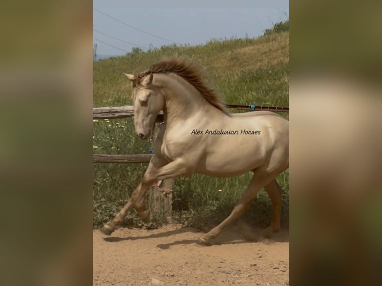 PRE Croisé Étalon 2 Ans 163 cm Perlino in Sevilla