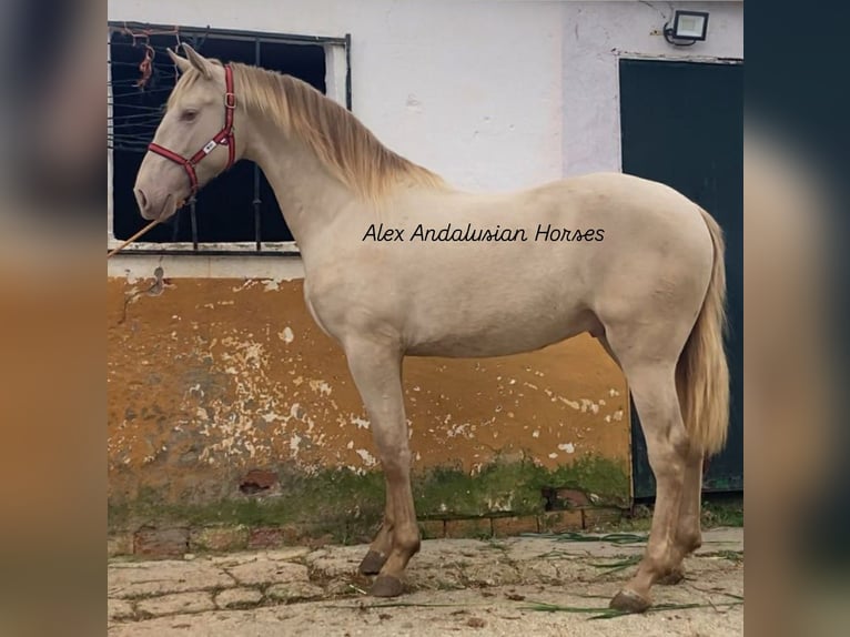 PRE Croisé Étalon 2 Ans 163 cm Perlino in Sevilla