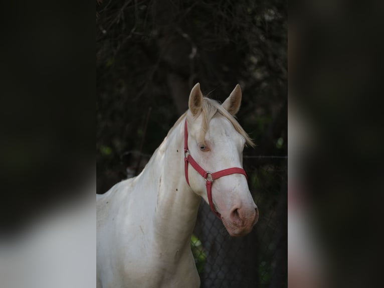 PRE Croisé Étalon 2 Ans 163 cm Perlino in Hamburg