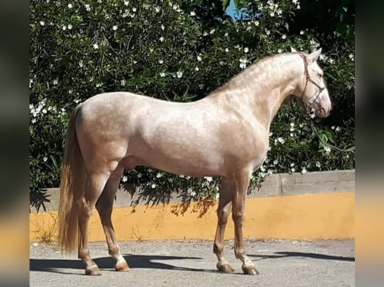 PRE Croisé Étalon 2 Ans 163 cm Perlino in Hamburg