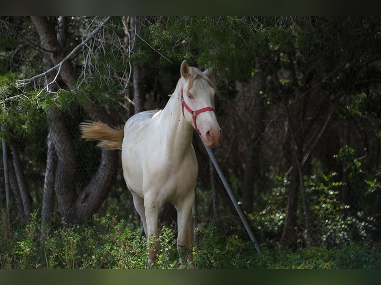 PRE Croisé Étalon 2 Ans 163 cm Perlino in Hamburg