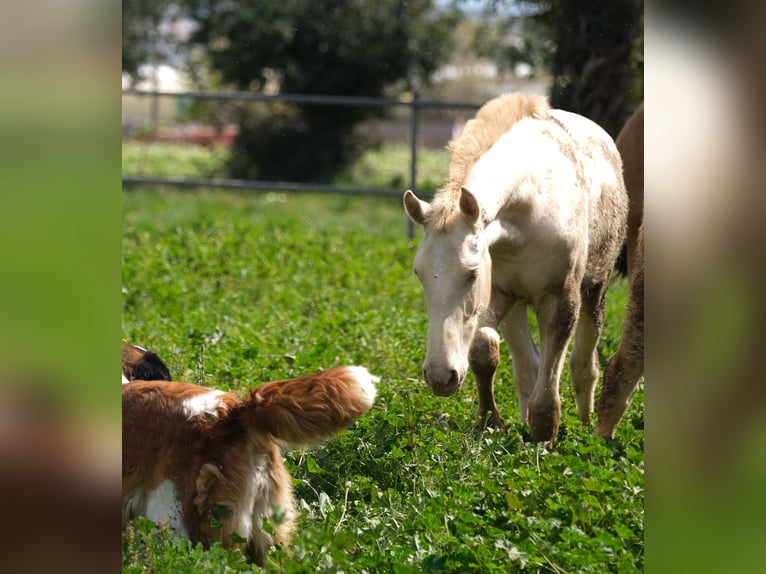 PRE Croisé Étalon 2 Ans 163 cm Perlino in Hamburg