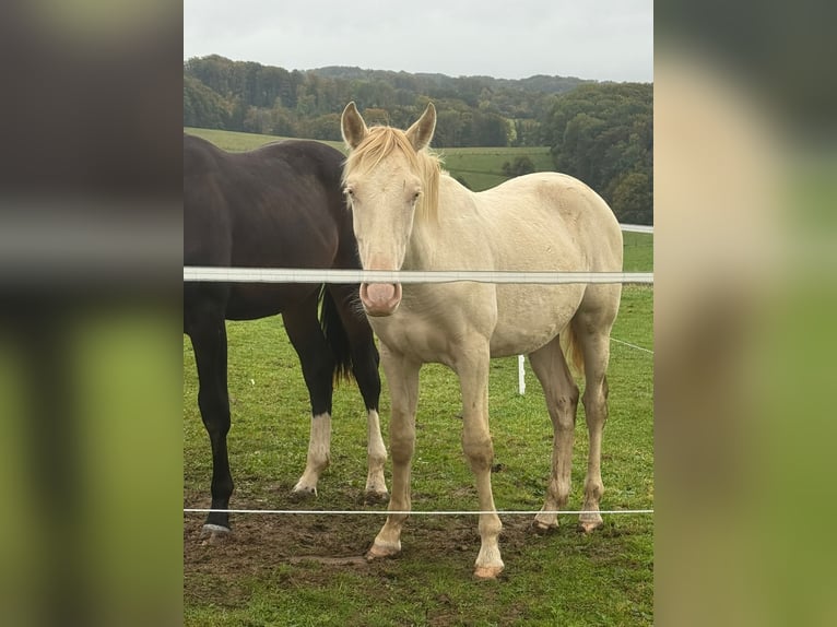 PRE Croisé Étalon 2 Ans 163 cm Perlino in Kürten