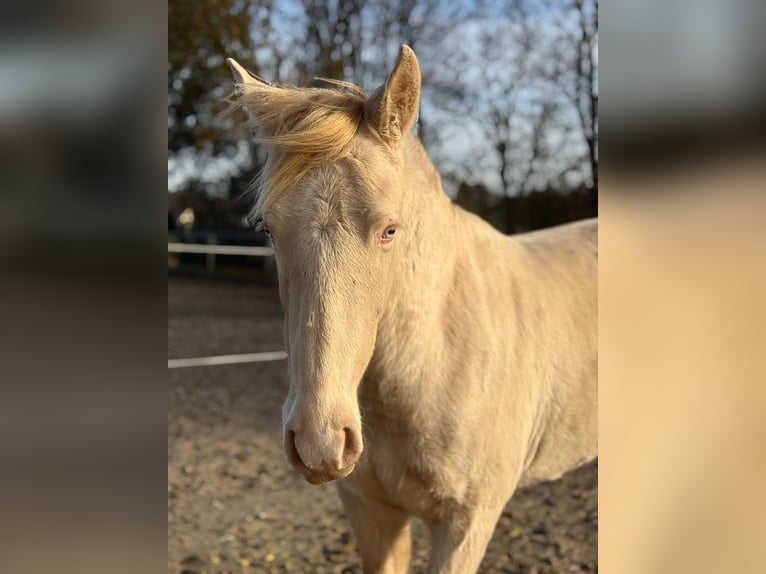 PRE Croisé Étalon 2 Ans 163 cm Perlino in Kürten