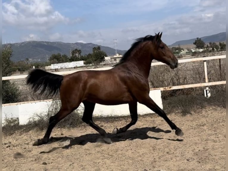 PRE Étalon 2 Ans 164 cm Bai cerise in Tarifa