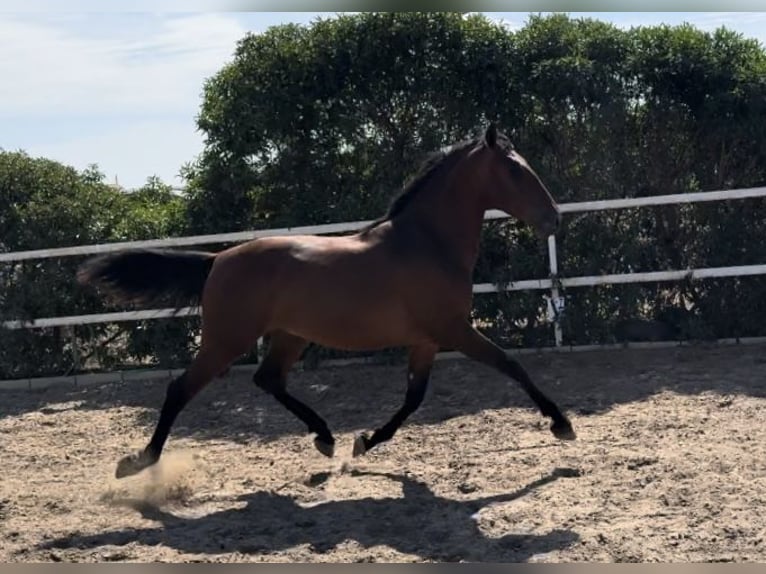 PRE Étalon 2 Ans 164 cm Bai cerise in Tarifa