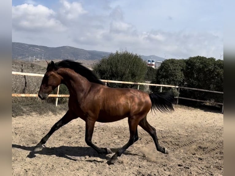 PRE Étalon 2 Ans 164 cm Bai cerise in Tarifa