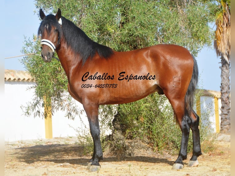 PRE Étalon 2 Ans 164 cm Bai in Vejer de la Frontera